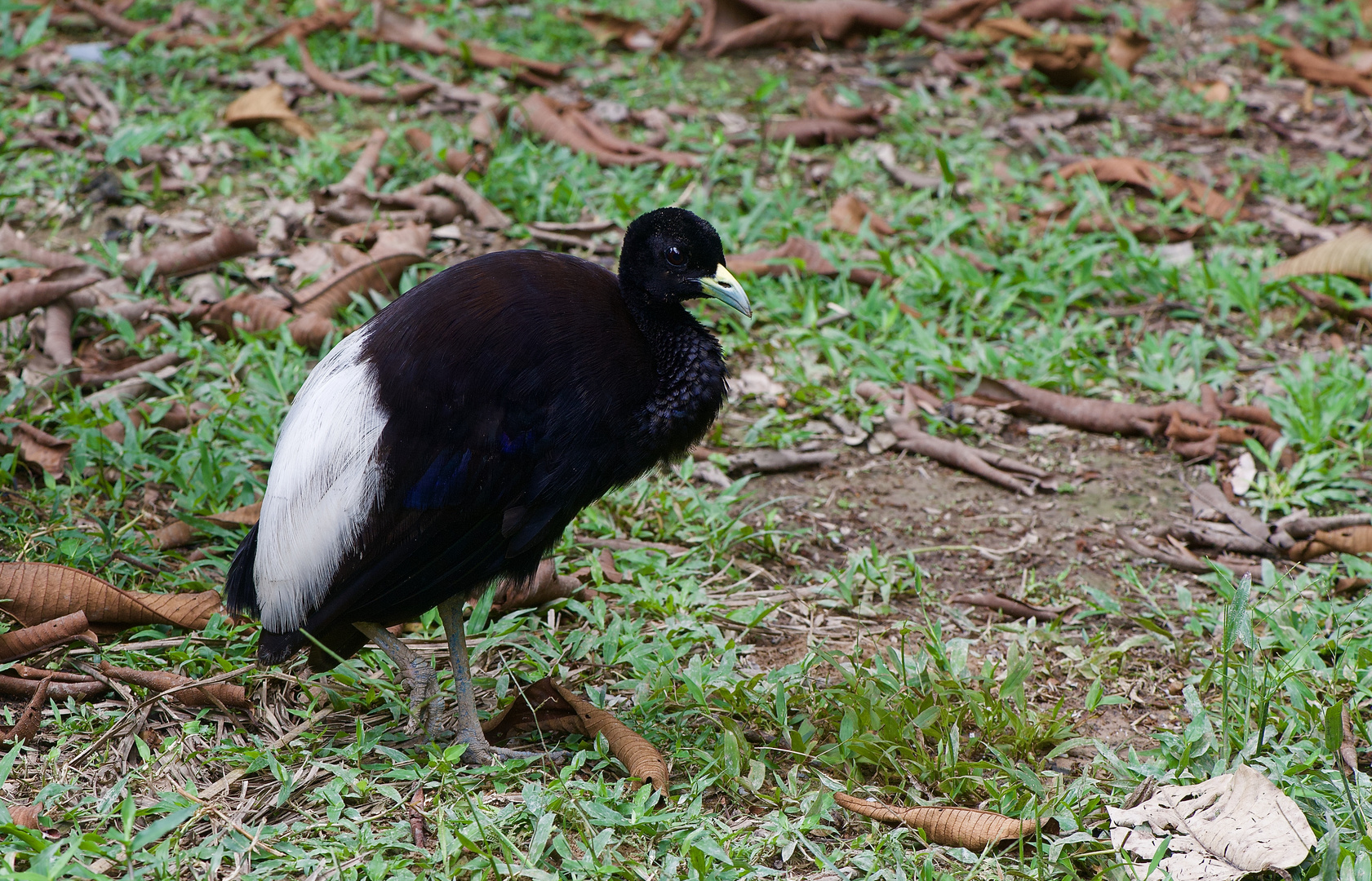 Vogel aus dem Tieflandregenwald von peru