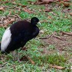 Vogel aus dem Tieflandregenwald von peru