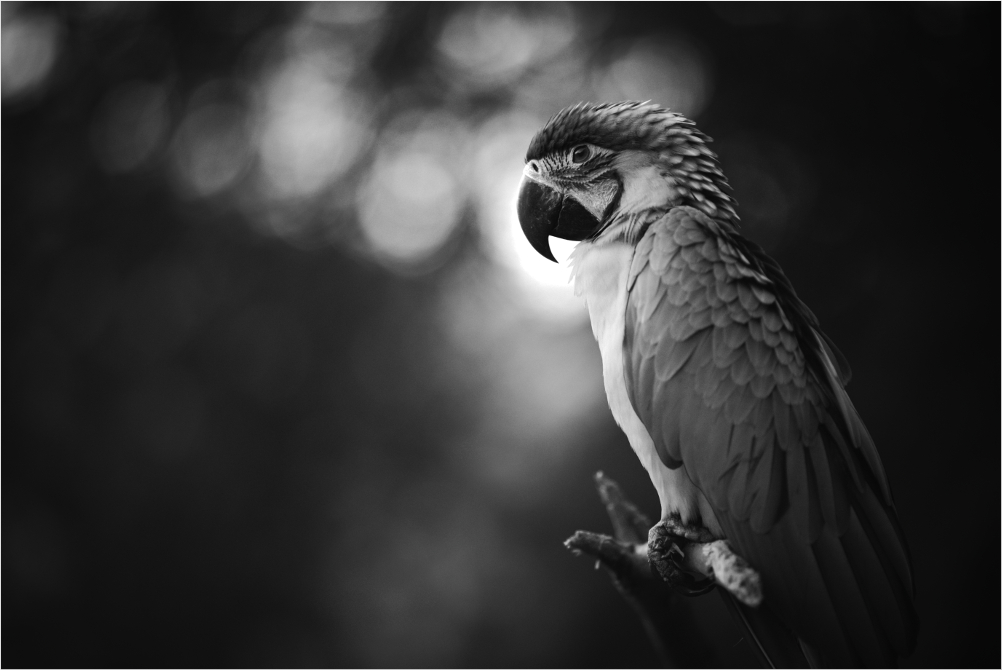 Vogel aus einem fernen Land...