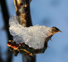 Vogel aus Schnee und Eis