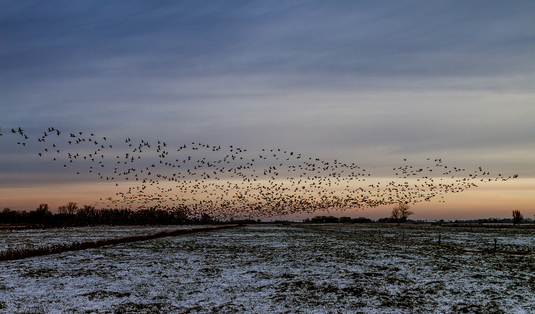 Vogel aus Vögeln