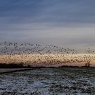 Vogel aus Vögeln