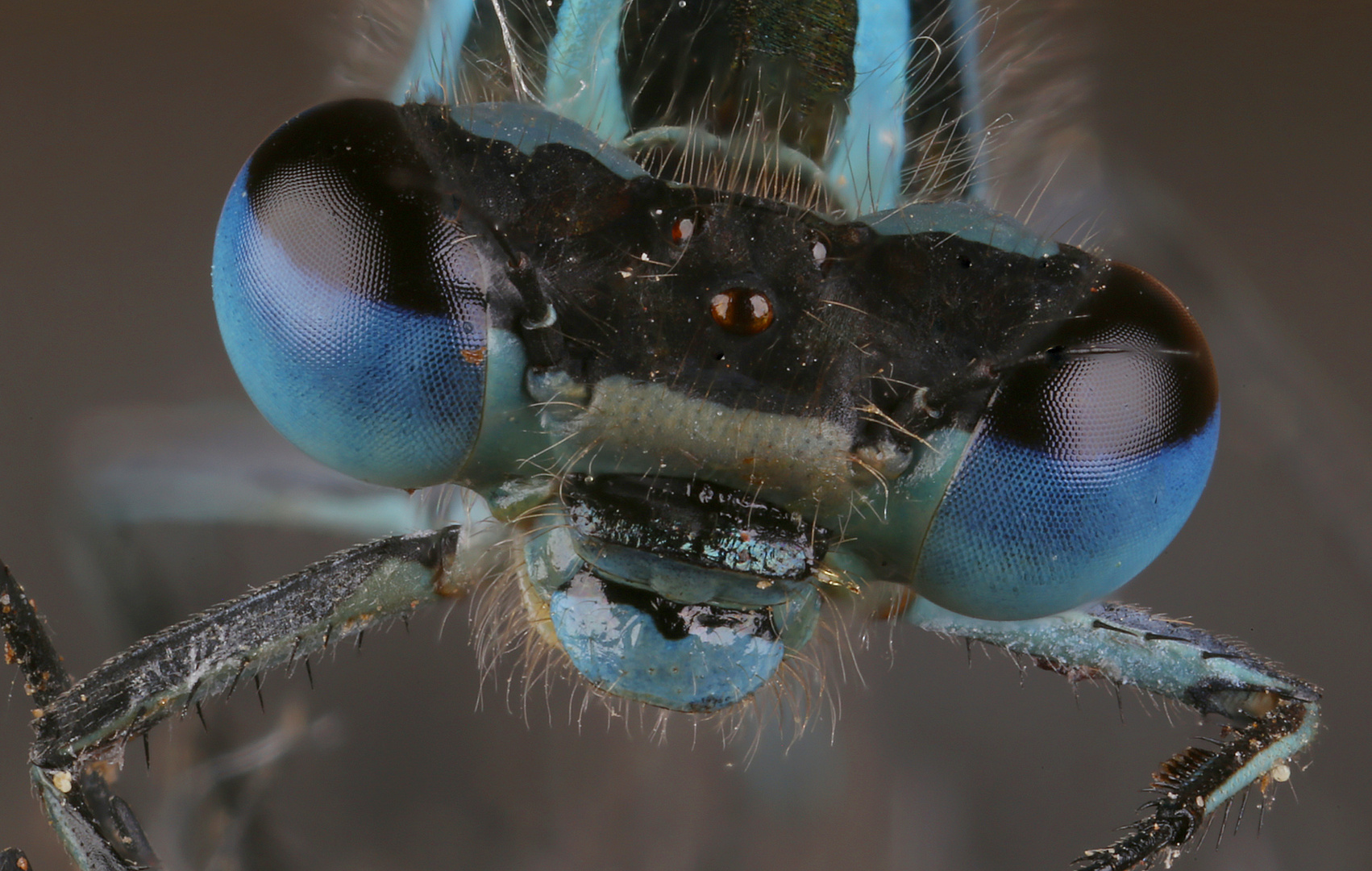 Vogel-Azurjungfer -  Coenagrion ornatum