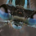 Vogel-Azurjungfer -  Coenagrion ornatum