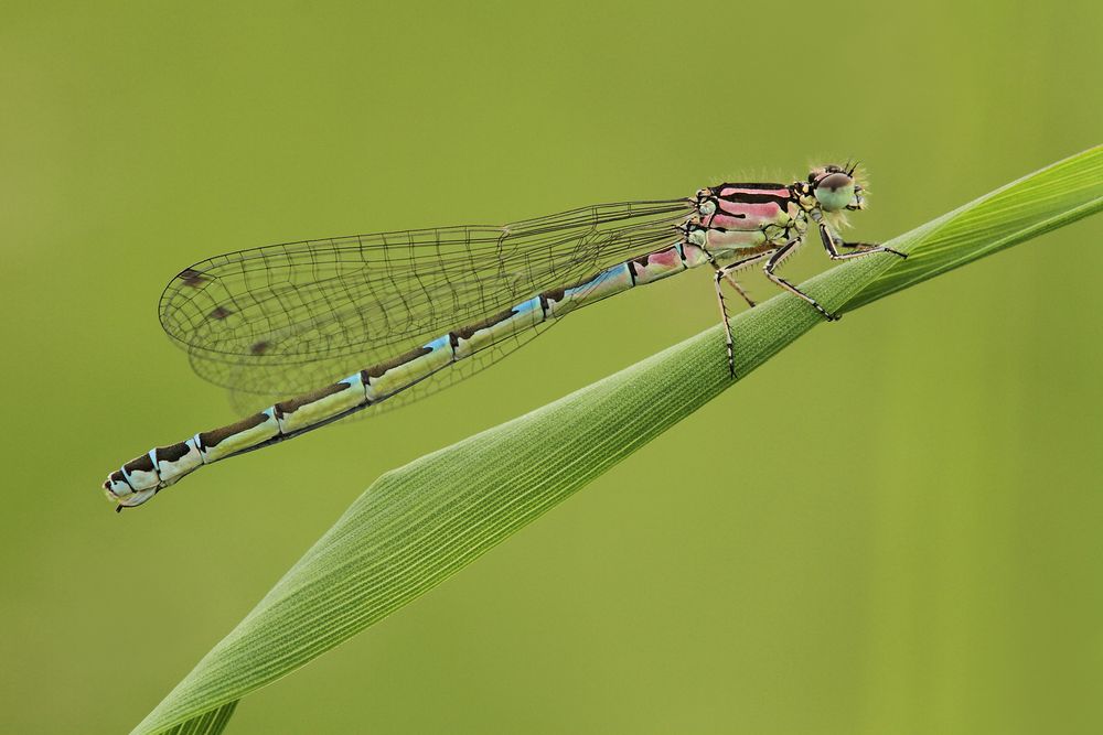 Vogel-Azurjungfer (Coenagrion ornatum)