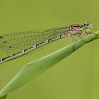 Vogel-Azurjungfer (Coenagrion ornatum)