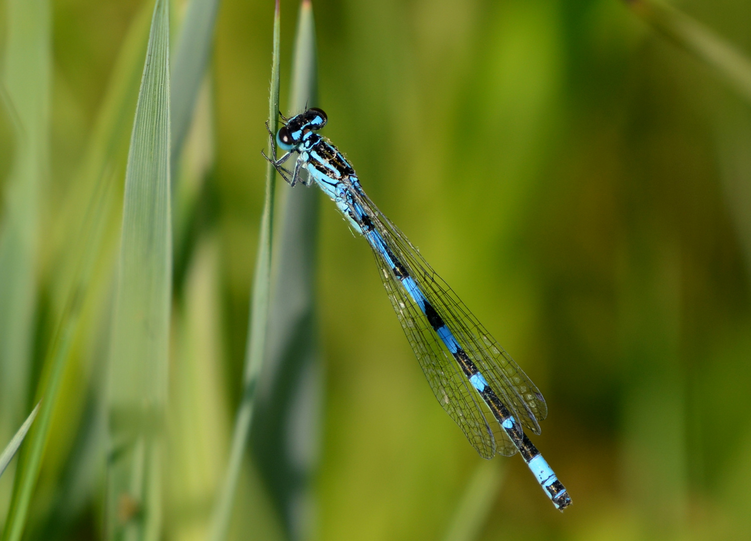 Vogel-Azurjungfer, Coenagrion ornatum