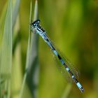 Vogel-Azurjungfer, Coenagrion ornatum