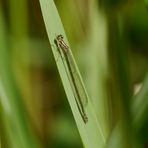 Vogel-Azurjungfer (?) versteckt im Schilf