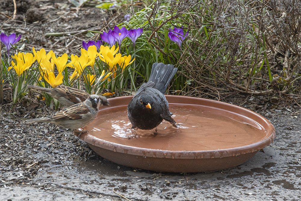 Vogel - Badewanne ist bereit