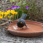 Vogel - Badewanne ist bereit