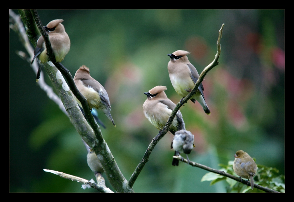 Vogel-Baum ... :-))