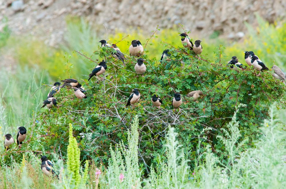 Vogel Baum Foto Bild Tiere Wildlife Wild Lebende Vogel Bilder Auf Fotocommunity