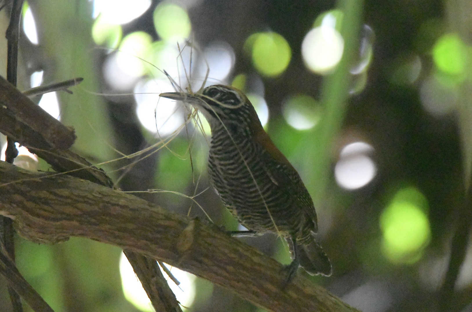 Vogel baut Nest