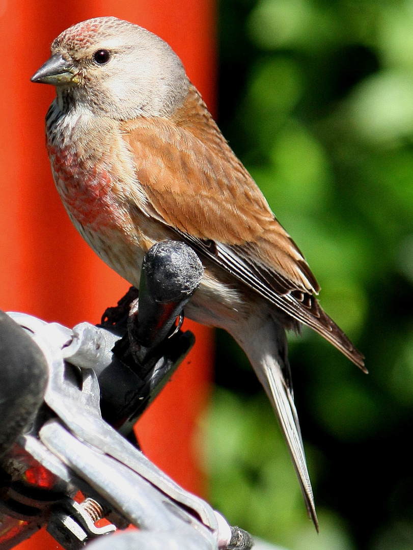 Vogel bedient Fahrradgangschaltung!