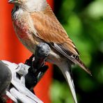 Vogel bedient Fahrradgangschaltung!