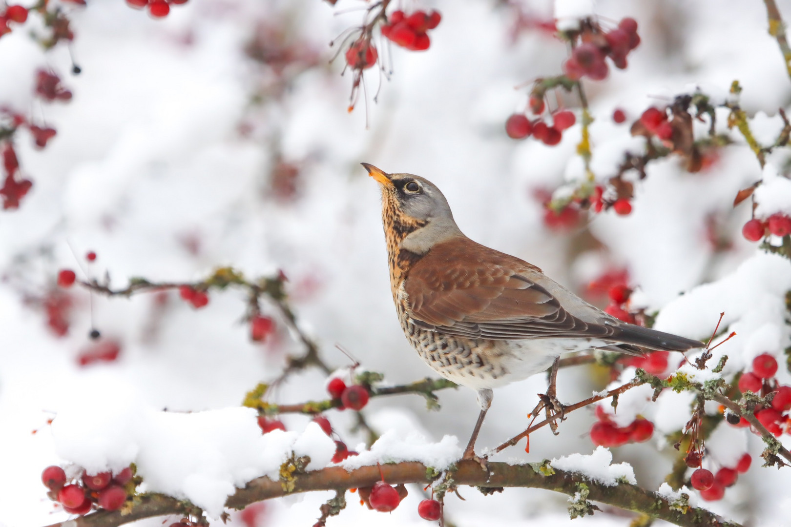 Vogel-Beeren-Traum