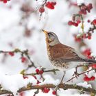 Vogel-Beeren-Traum