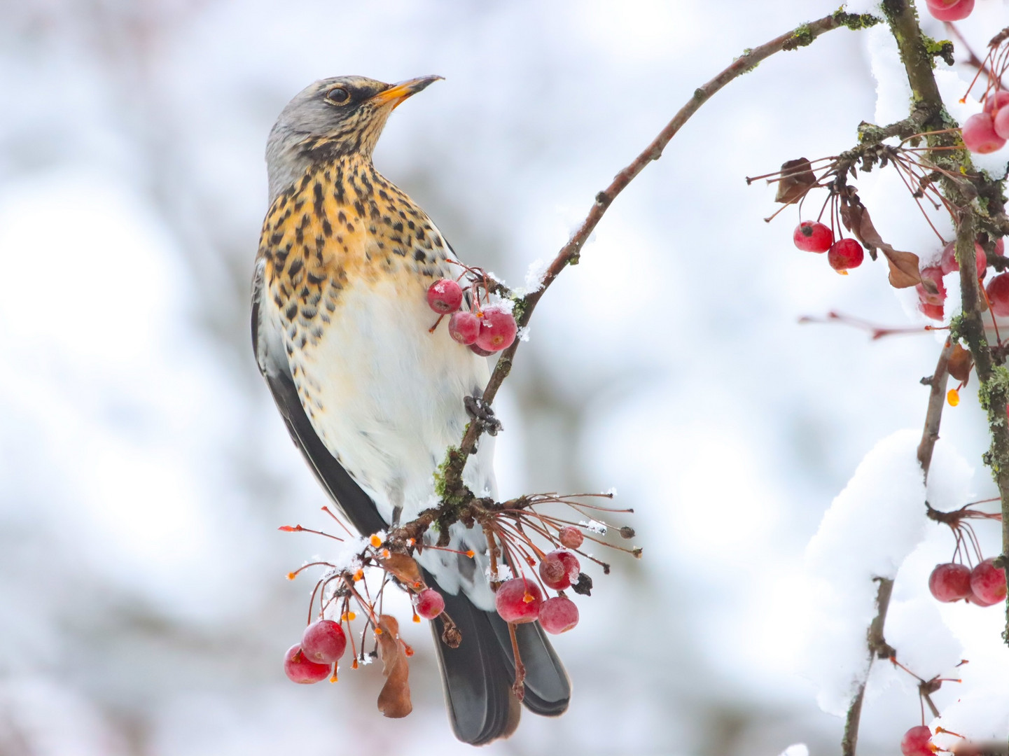 Vogel-Beeren-Traum