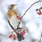 Vogel-Beeren-Traum