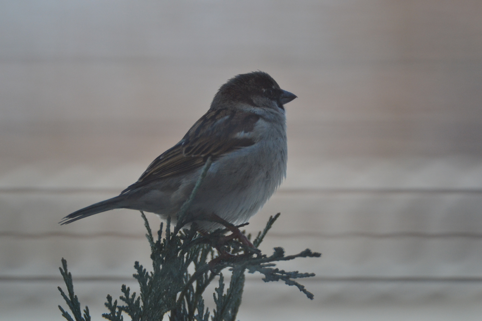 Vogel bei Dössen