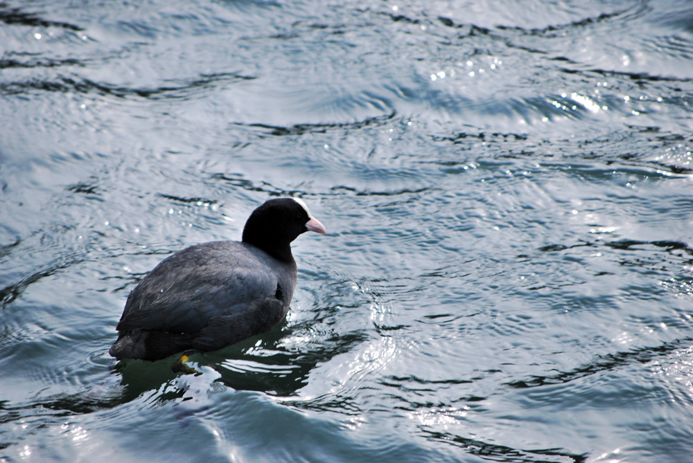 Vogel bei mittlerem Seegang :-)