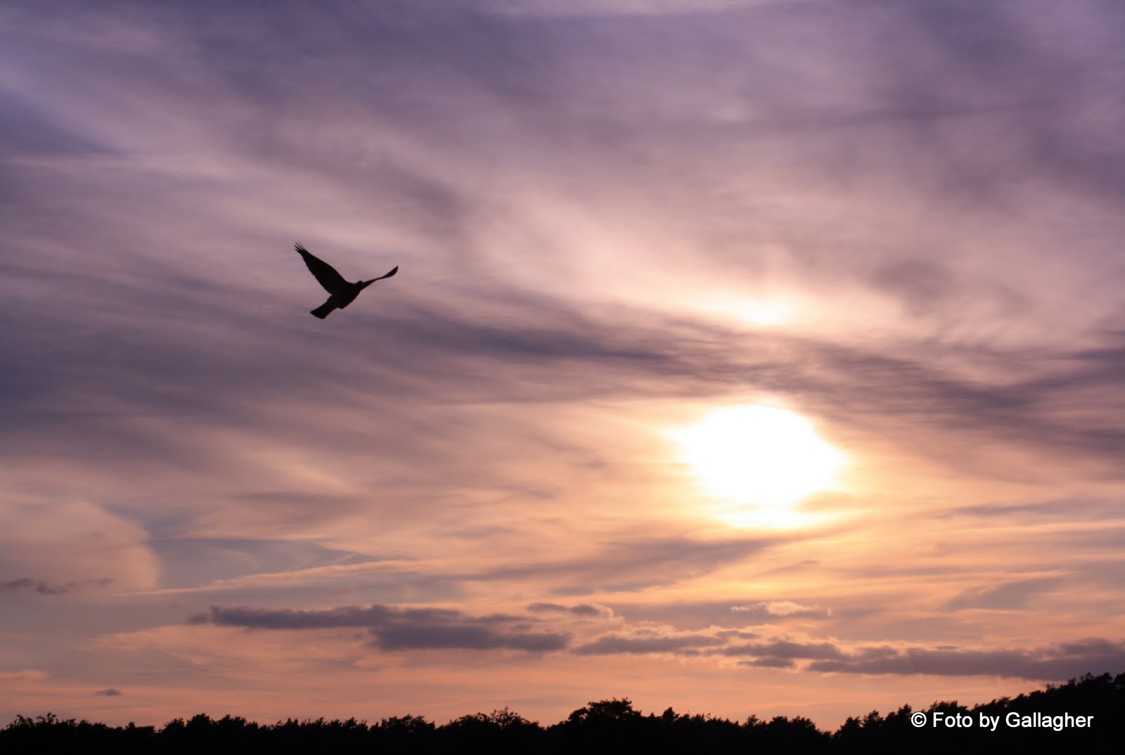 Vogel bei Nacht...