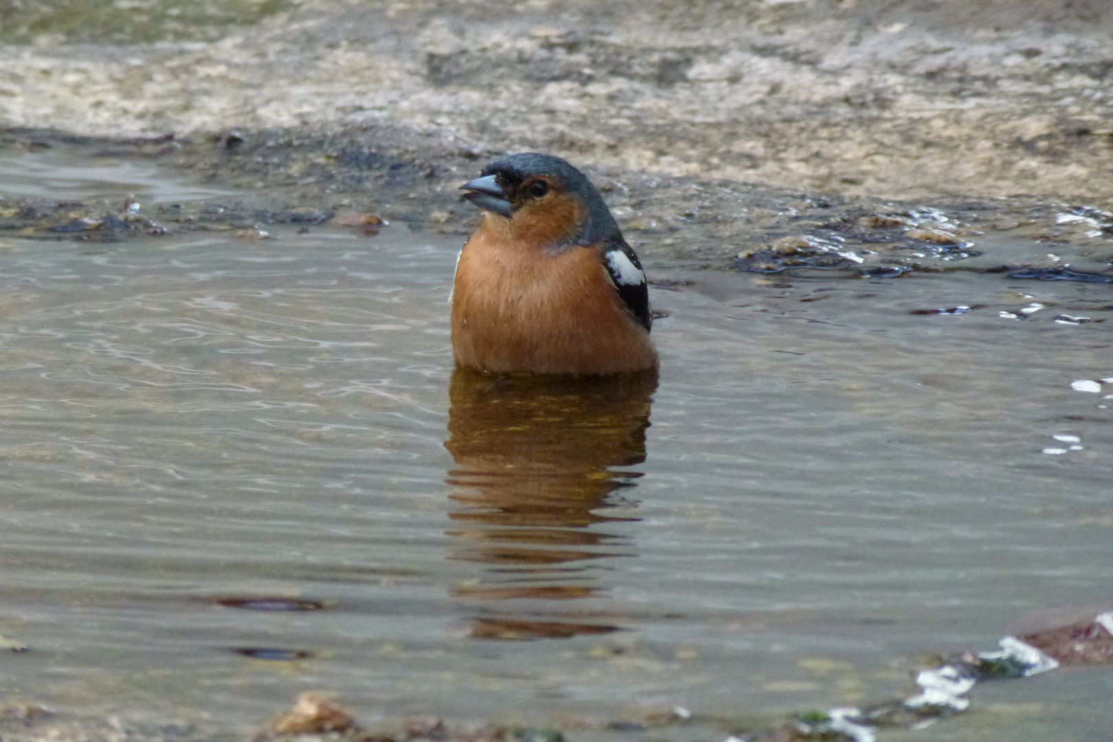 Vogel bei Sommererfrischung