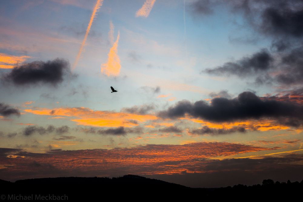 Vogel bei Sonnenaufgang