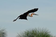 Vogel beim Abflug