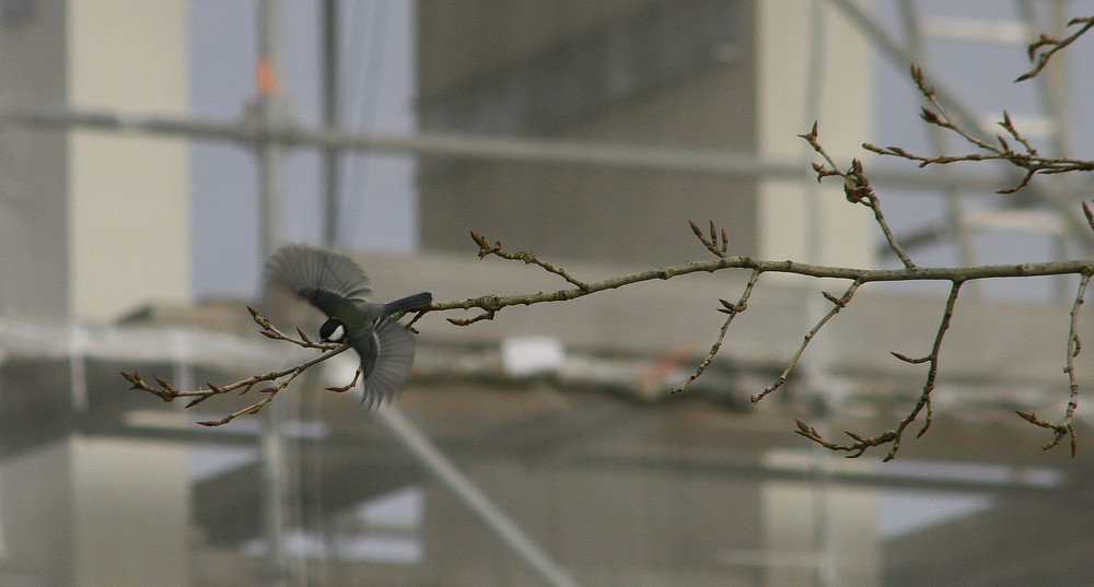 Vogel beim Abflug