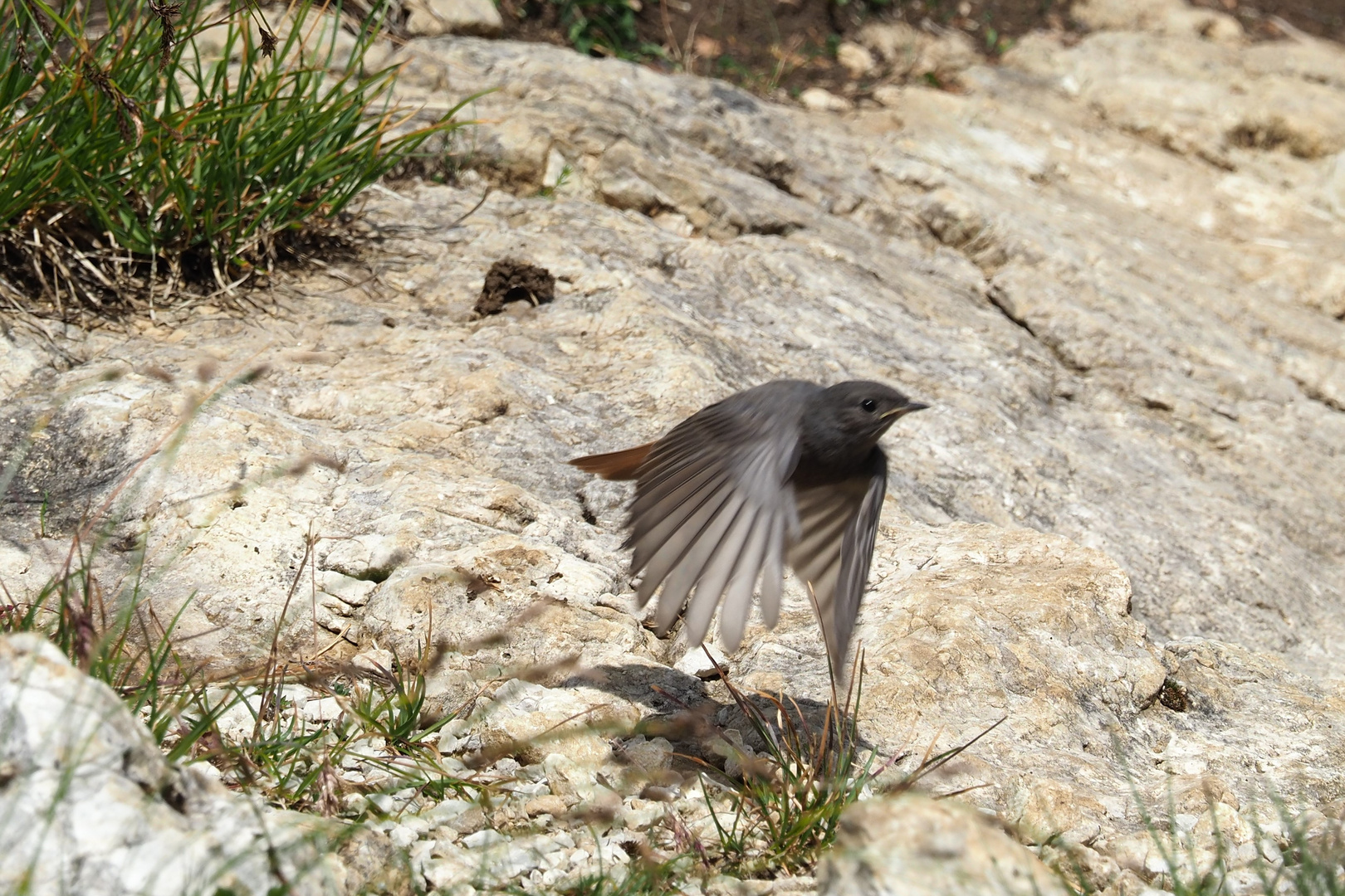 Vogel beim Abheben