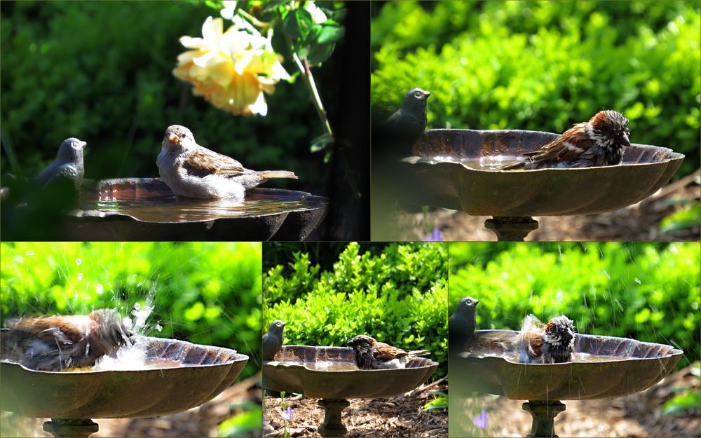 Vogel beim baden