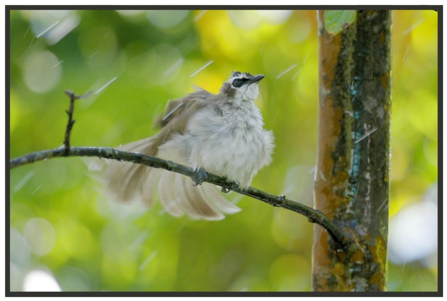 Vogel beim Baden