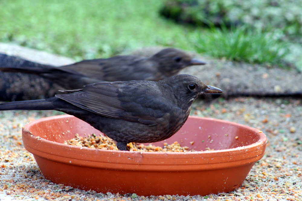 Vogel beim Essen