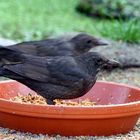 Vogel beim Essen