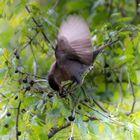 Vogel beim Essen