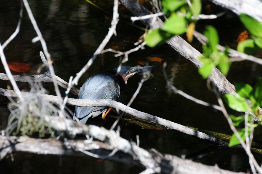 Vogel beim Fischen und...???