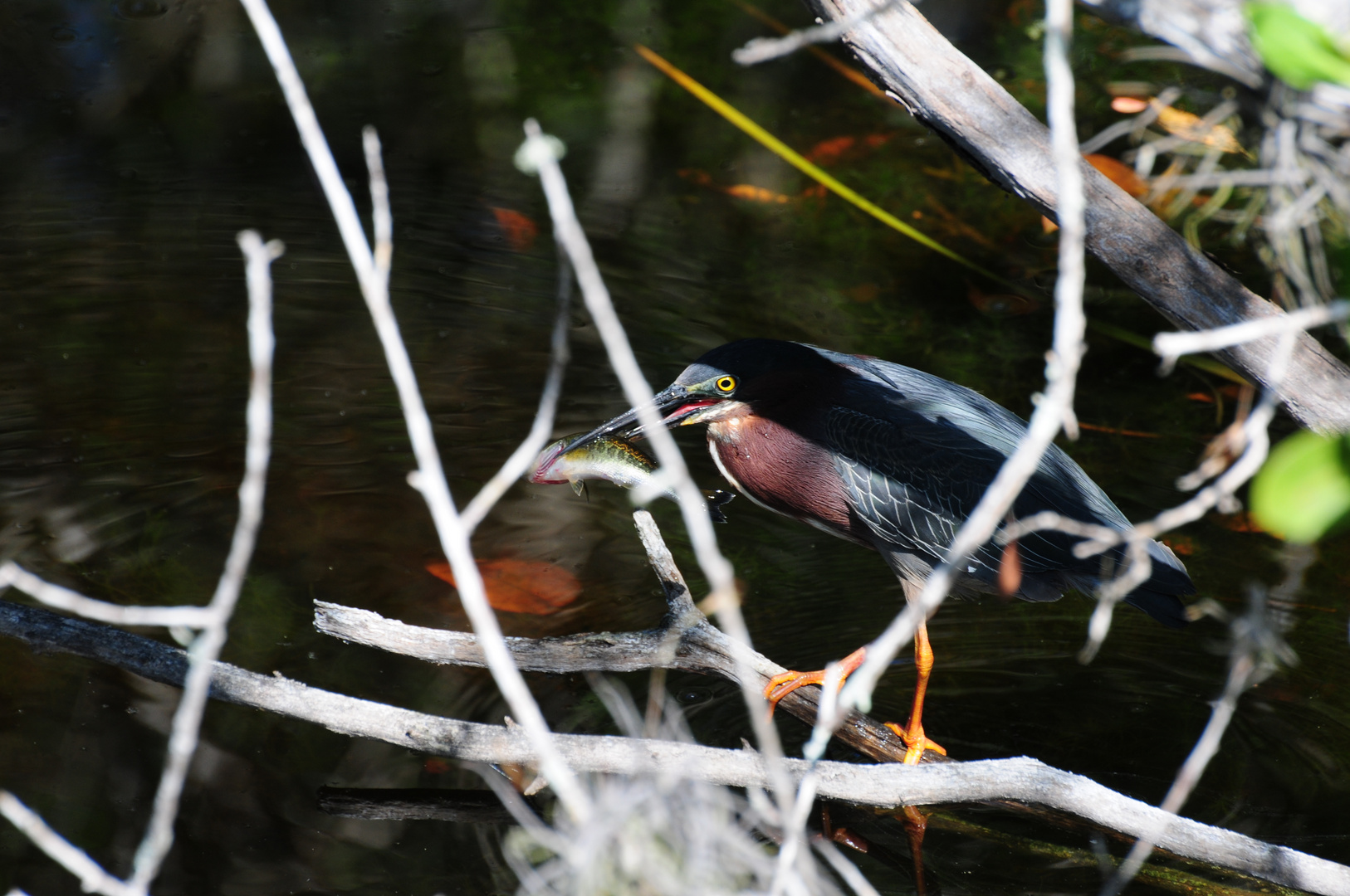 Vogel beim Fischen und...??? Gefangen auf Sanibel Island