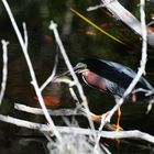 Vogel beim Fischen und...??? Gefangen auf Sanibel Island