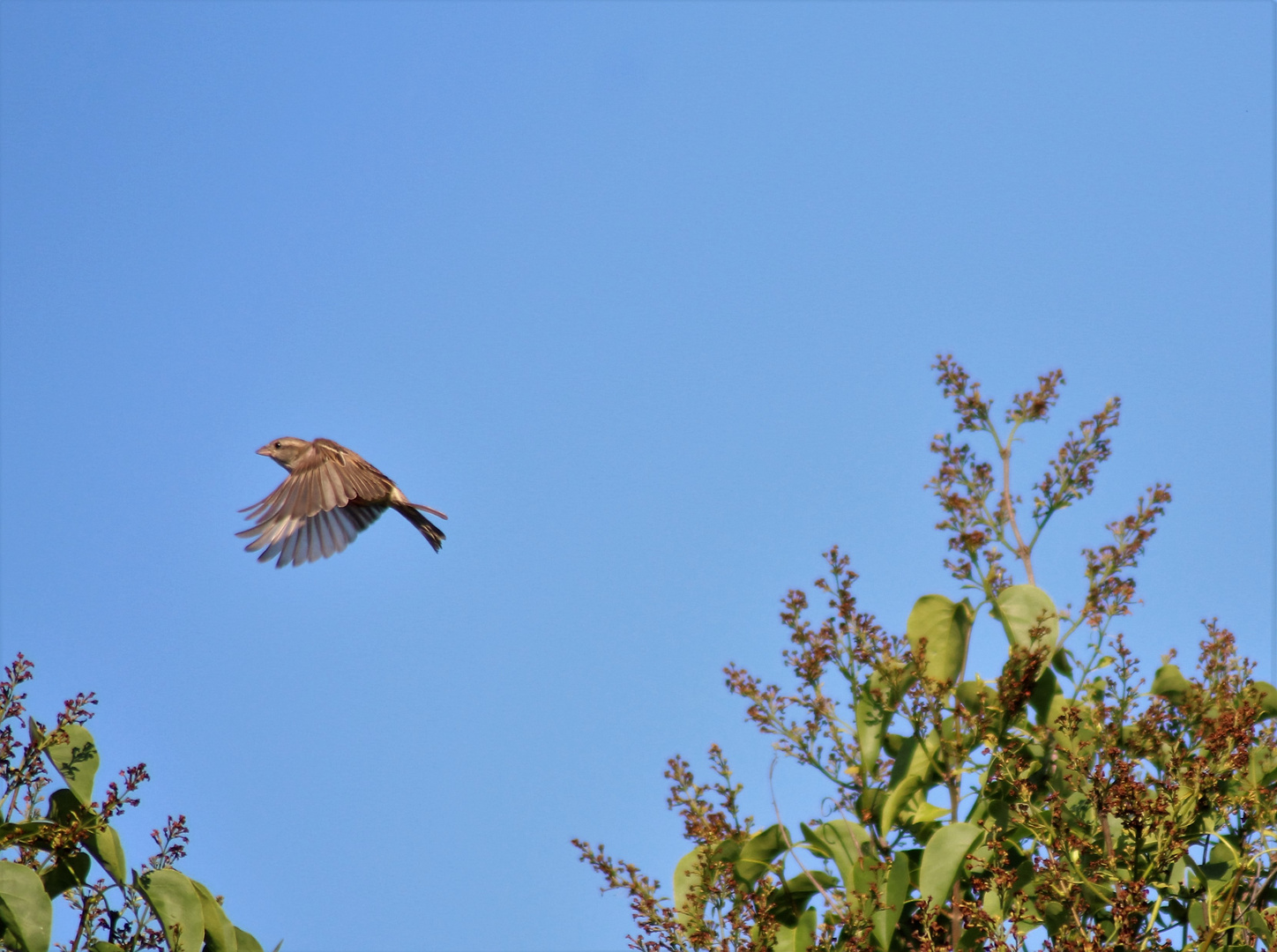 Vogel beim Fliegen