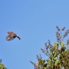 Vogel beim Fliegen