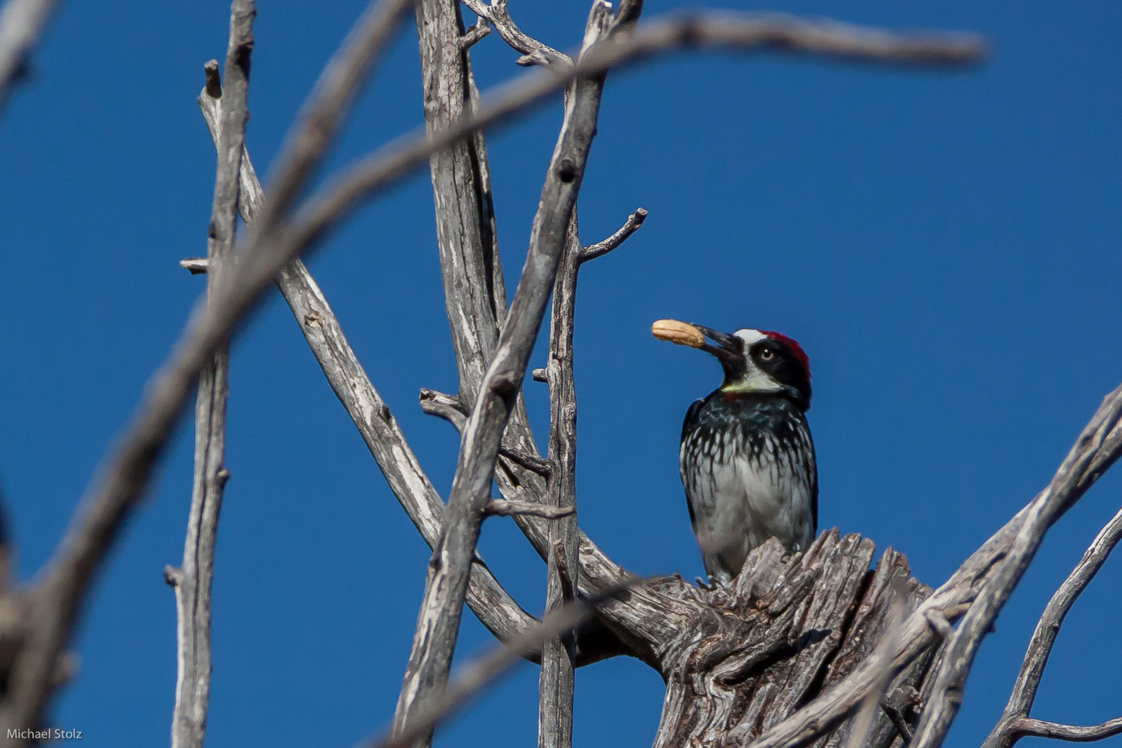 Vogel beim fressen in den Guadalupe Mountains