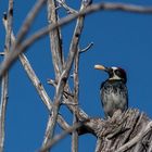 Vogel beim fressen in den Guadalupe Mountains