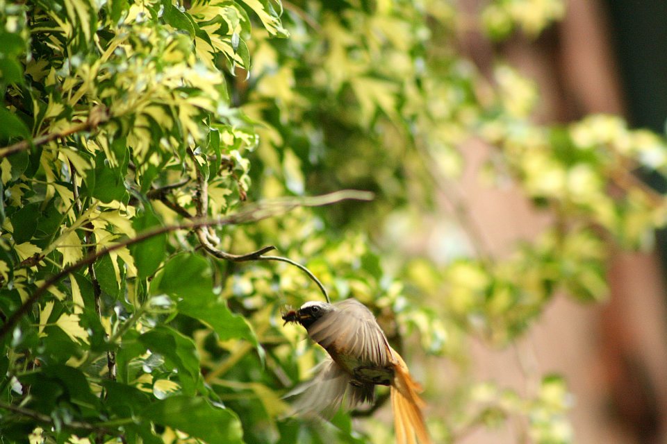 Vogel beim Füttern