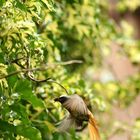 Vogel beim Füttern