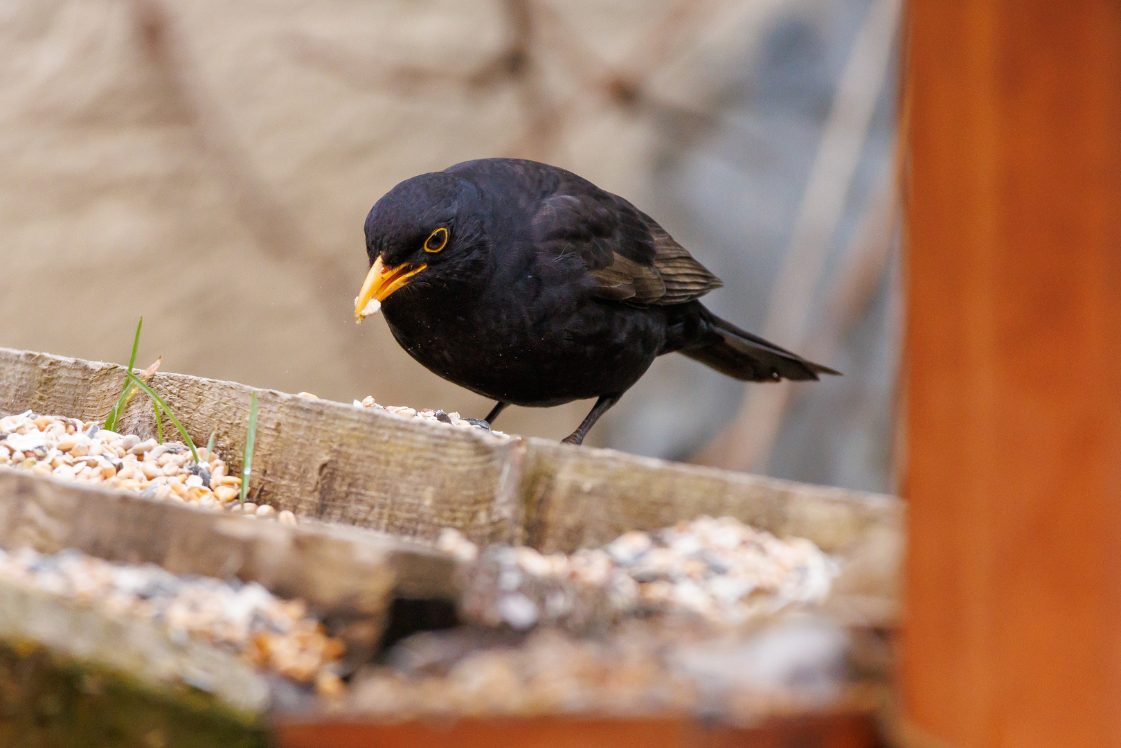 Vogel beim Futtern