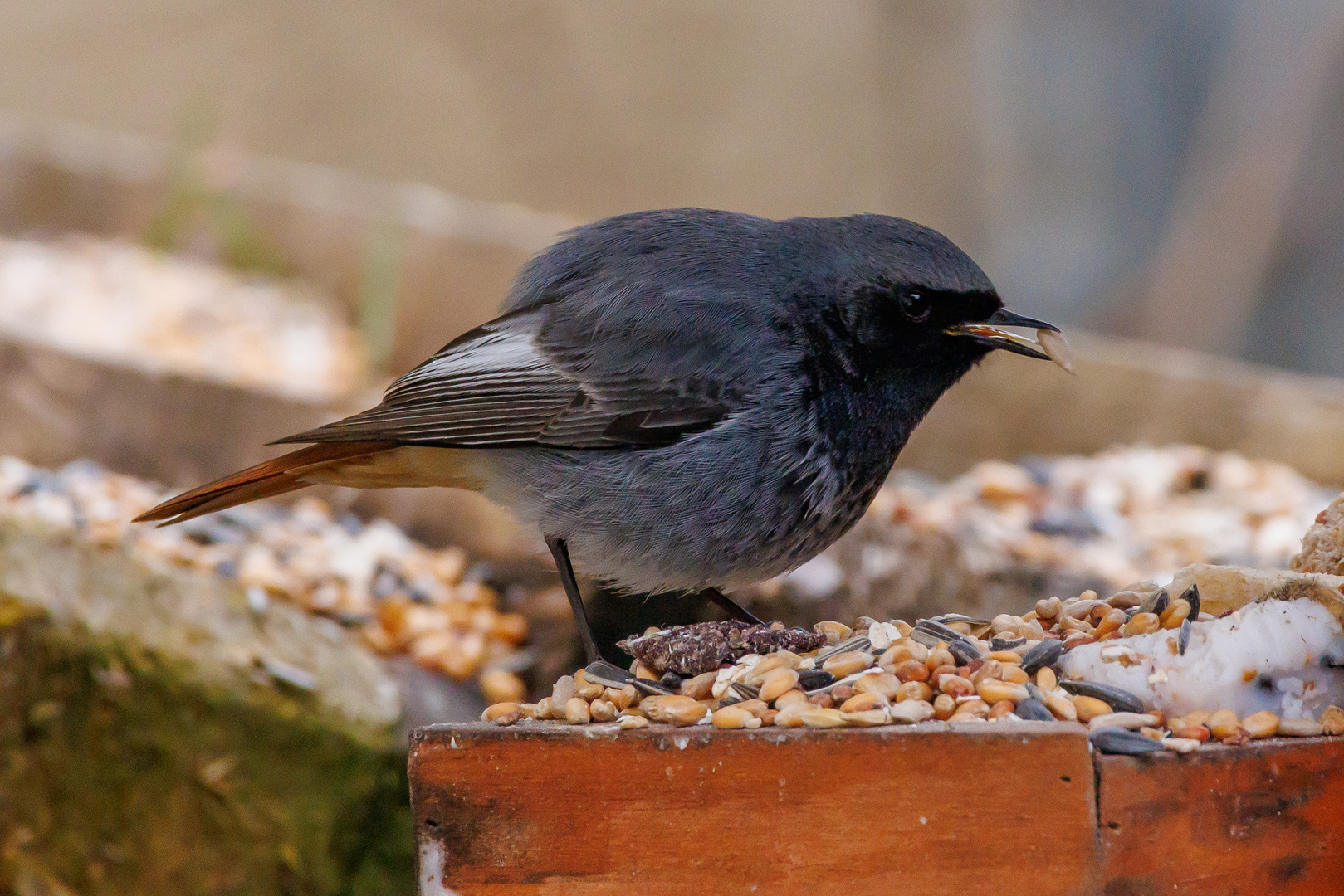 Vogel beim Futtern