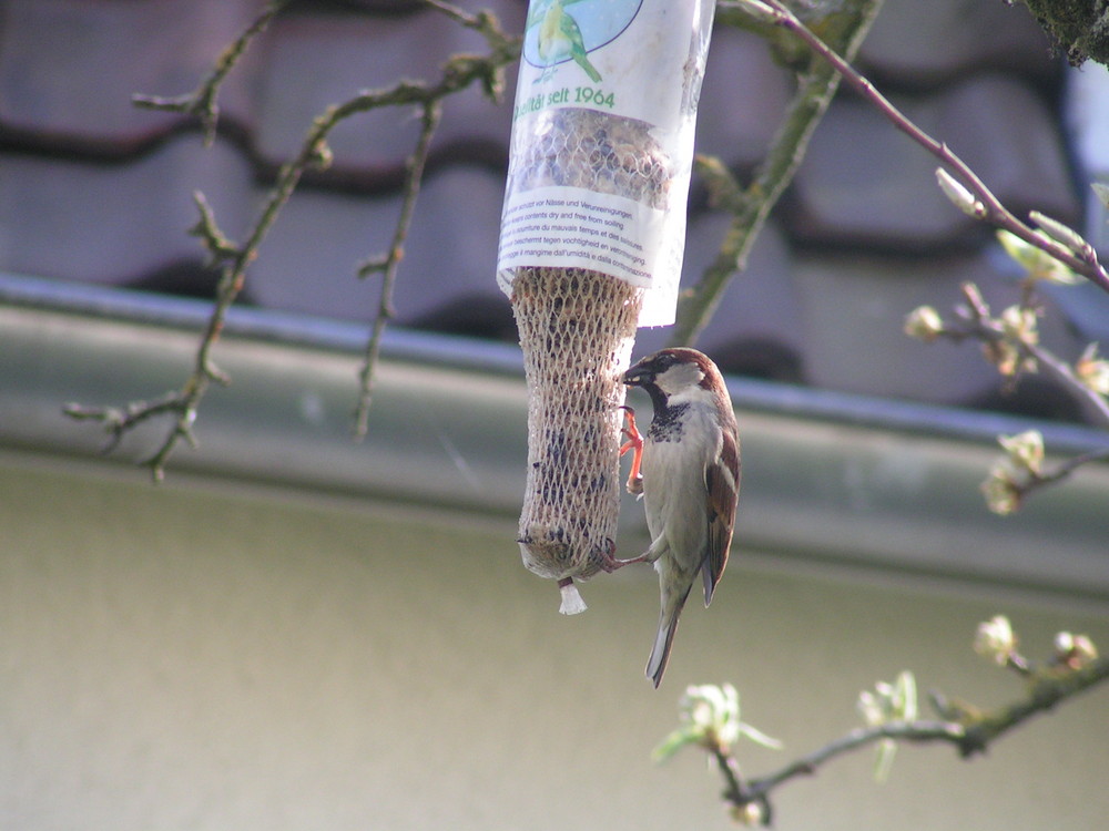 Vogel beim Futtern...!