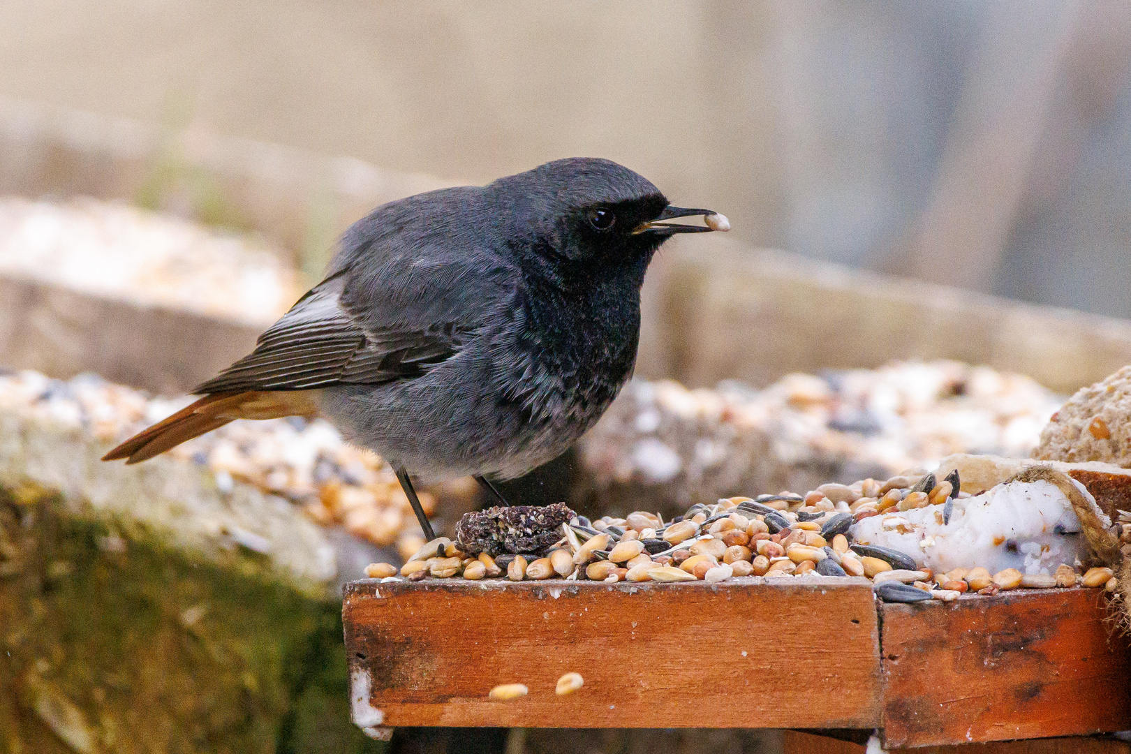 Vogel beim Futtern